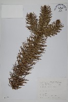 杉木藏品圖，第1張