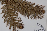 杉木藏品圖，第3張