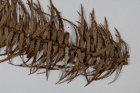 杉木藏品圖，第5張