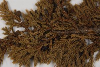 香青藏品圖，第3張