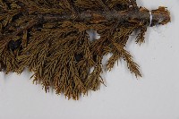 香青藏品圖，第4張