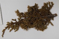 香青藏品圖，第5張