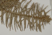 杉木藏品圖，第4張