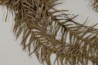 杉木藏品圖，第5張