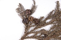 柳杉藏品圖，第3張