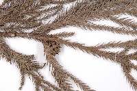 柳杉藏品圖，第4張