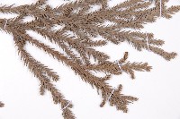 柳杉藏品圖，第5張