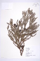 柳杉藏品圖，第1張