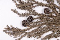 柳杉藏品圖，第3張