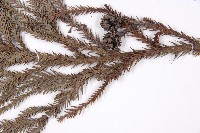 柳杉藏品圖，第4張