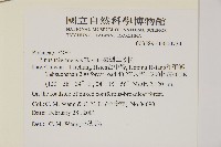 臺灣二葉松藏品圖，第2張