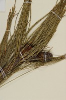 台灣果松藏品圖，第3張