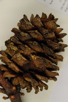 台灣果松藏品圖，第3張