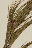 台灣果松藏品圖，第4張