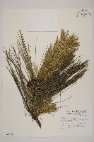 馬尾松藏品圖，第1張