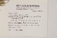 馬尾松藏品圖，第2張