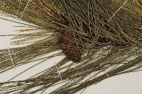 馬尾松藏品圖，第3張
