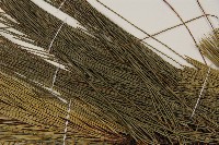 馬尾松藏品圖，第5張