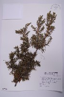 刺柏藏品圖，第1張