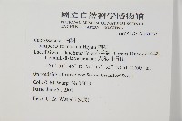 刺柏藏品圖，第2張