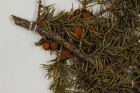 刺柏藏品圖，第3張