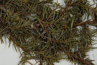 刺柏藏品圖，第4張