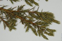 刺柏藏品圖，第5張