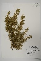 刺柏藏品圖，第1張