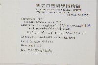 刺柏藏品圖，第2張