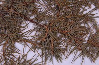 刺柏藏品圖，第3張