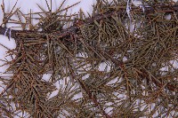 刺柏藏品圖，第4張