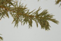 刺柏藏品圖，第5張