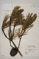 臺灣二葉松藏品圖，第1張