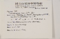 臺灣二葉松藏品圖，第2張