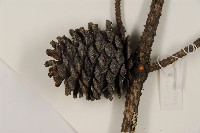 臺灣二葉松藏品圖，第3張