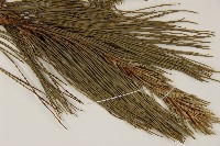 臺灣二葉松藏品圖，第4張