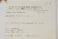 刺柏藏品圖，第2張