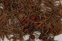 刺柏藏品圖，第3張