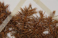 刺柏藏品圖，第4張