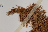 刺柏藏品圖，第5張