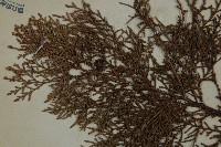 側柏藏品圖，第3張