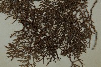 側柏藏品圖，第4張