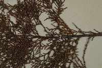 側柏藏品圖，第5張