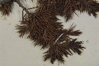 刺柏藏品圖，第3張