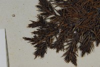 刺柏藏品圖，第4張