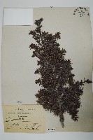 刺柏藏品圖，第1張