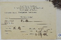 刺柏藏品圖，第2張