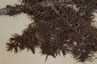 刺柏藏品圖，第3張