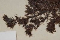 刺柏藏品圖，第4張