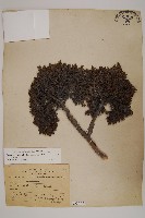 香青藏品圖，第1張